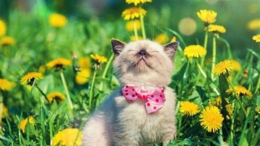 В Украине в ближайшие дни будет жарко