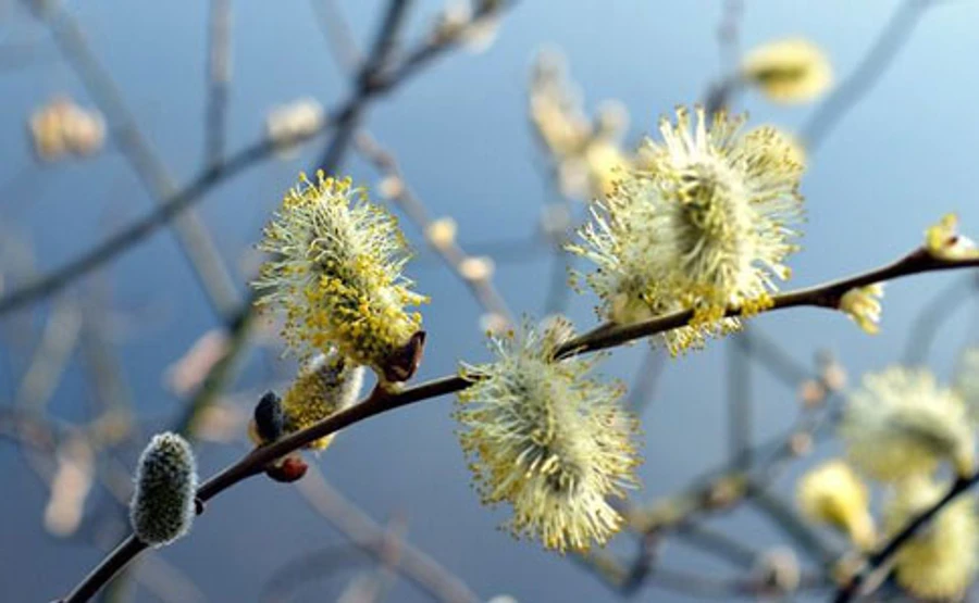 Синоптик: Весна висунула рожеві вушка з-за обрію нового року