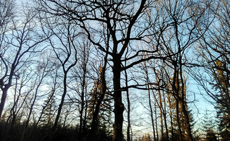 Найближчими днями без опадів, на Різдво буде мороз – синоптик