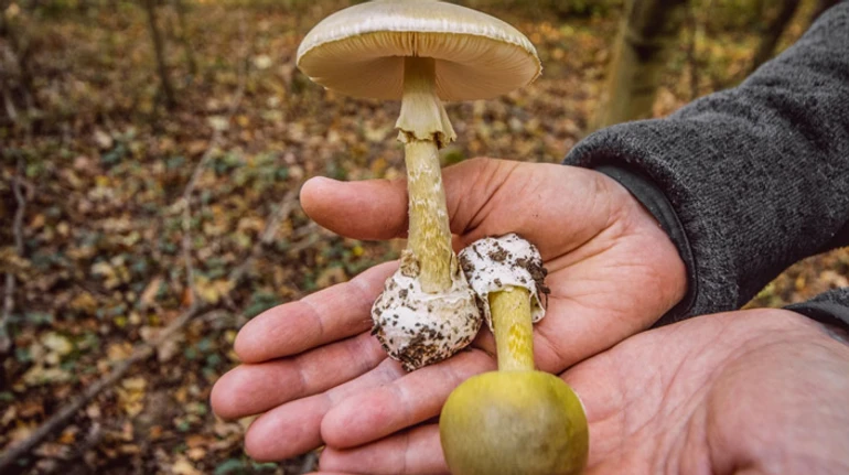 Гриб-убийца: почему бледная поганка настолько смертоносная и как ее распознать