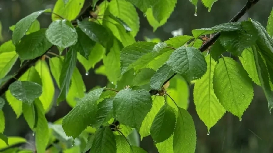 В начале недели в Украине прогнозируют дожди и грозы