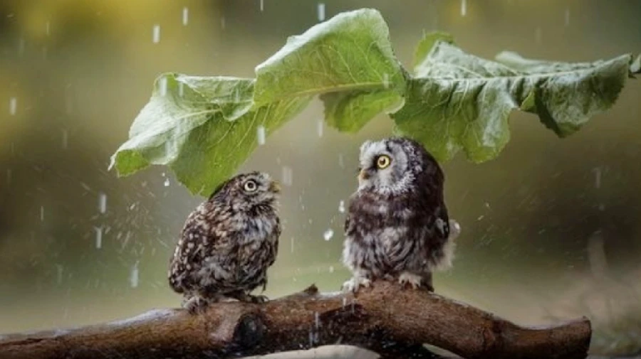 Липень почнеться короткочасними дощами