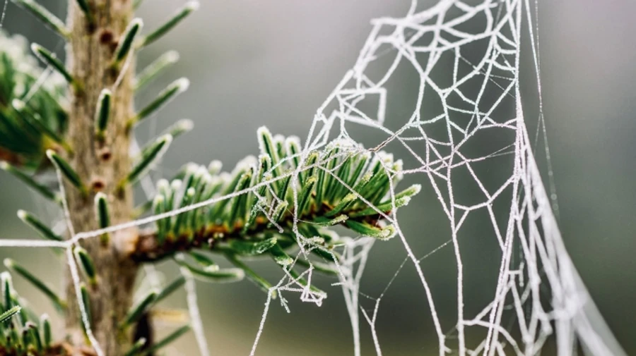 Украину накроют мокрый снег, дождь и сильный ветер 