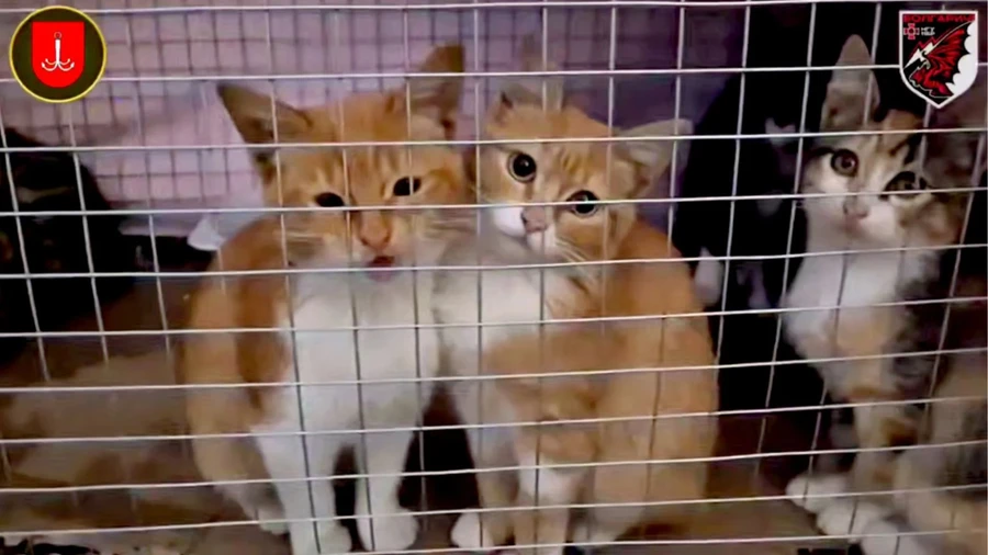 Gato e cinco gatinhos resgatados de Oleshky ocupada em evacuação de drones através do rio Dnipro