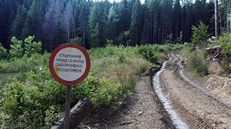 Sanitary felling casualties. How foresters juggle legislation to destroy the last natural wild forests in Ukrainian Carpathian Mountains