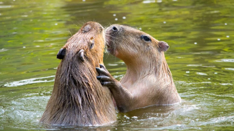 Капібара. Які цікаві факти ви знаєте про зірку інтернету? ТЕСТ
