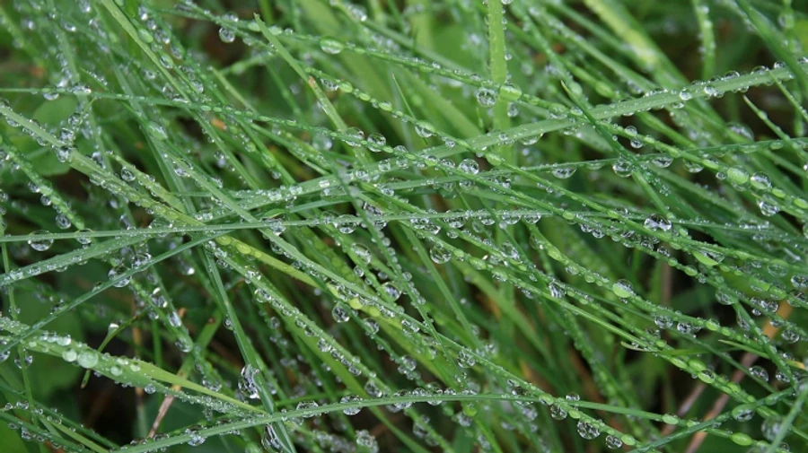 В четверг и пятницу жара немного спадет, в ряде областей пройдут дожди 