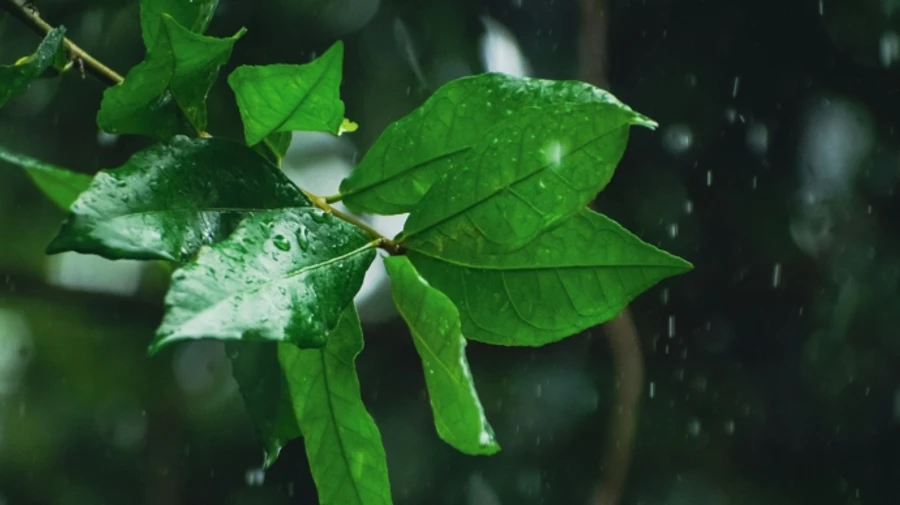 В ближайшие дни в Украине ожидаются дожди, местами грозы