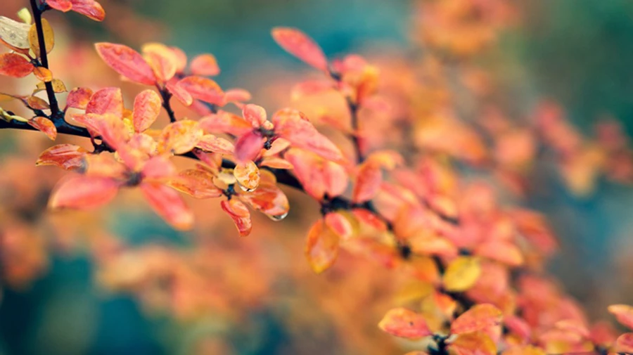 В Украине в среду – дождь, а дальше будет прохладно и сухо 