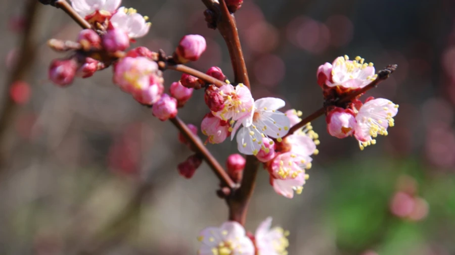 Чистый четверг в Украине будет солнечным