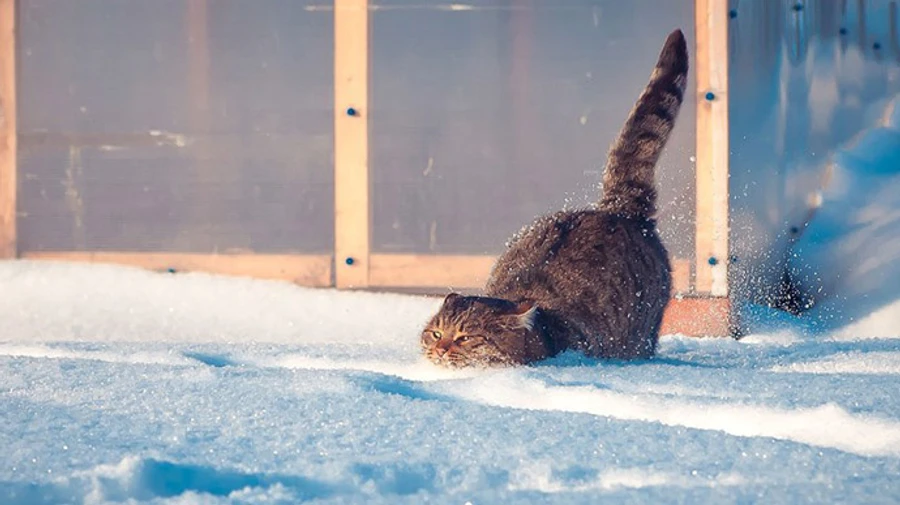 Весна прокидається, але пульсації холоду ще дістануть Україну