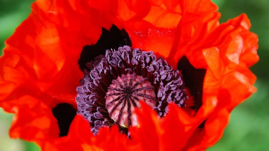 На вихідних в Україні – суха спекотна погода, дощі будуть лише на заході