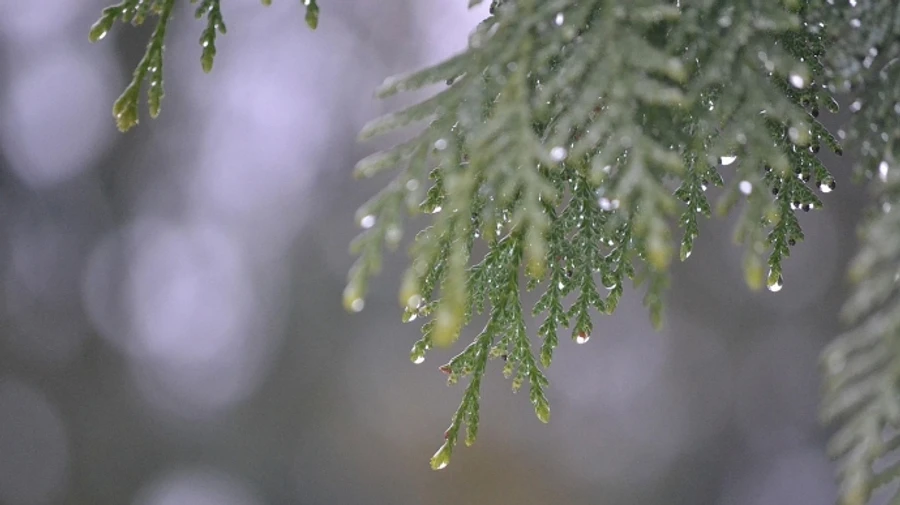 На юге и западе Украины пройдут дожди
