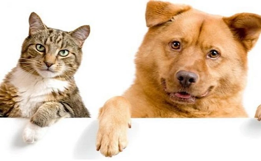 У першому китайському місті заборонили їсти котів та собак