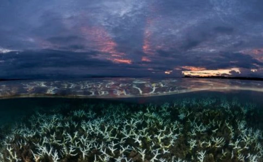 Температура океана достигла рекордного уровня в связи с потеплением