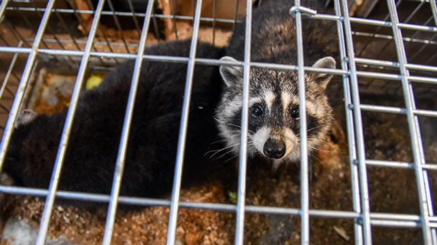 Россия использует похищенного из Херсона енота для пропаганды войны - UAnimals