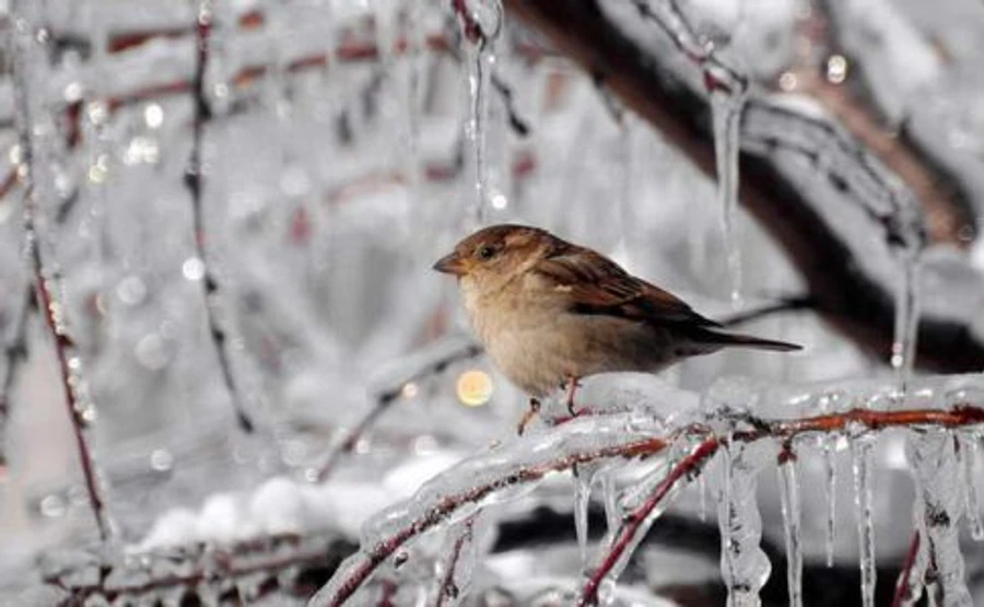 Сильные морозы будут в последнюю ночь января, особенно на востоке