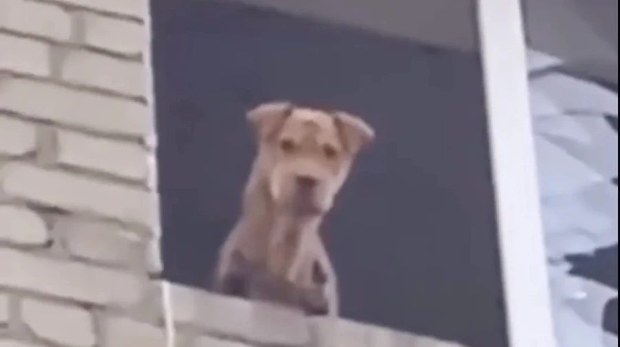 Dog rescued after being trapped for a month on fourth floor of destroyed building in Donetsk Oblast