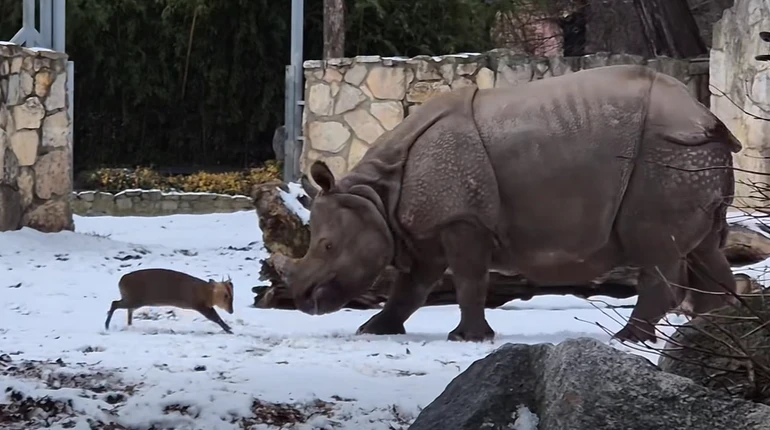 Як Давид проти Голіафа: у польському зоопарку 13-кілограмовий олень напав на носорога вагою 1,7 тонни