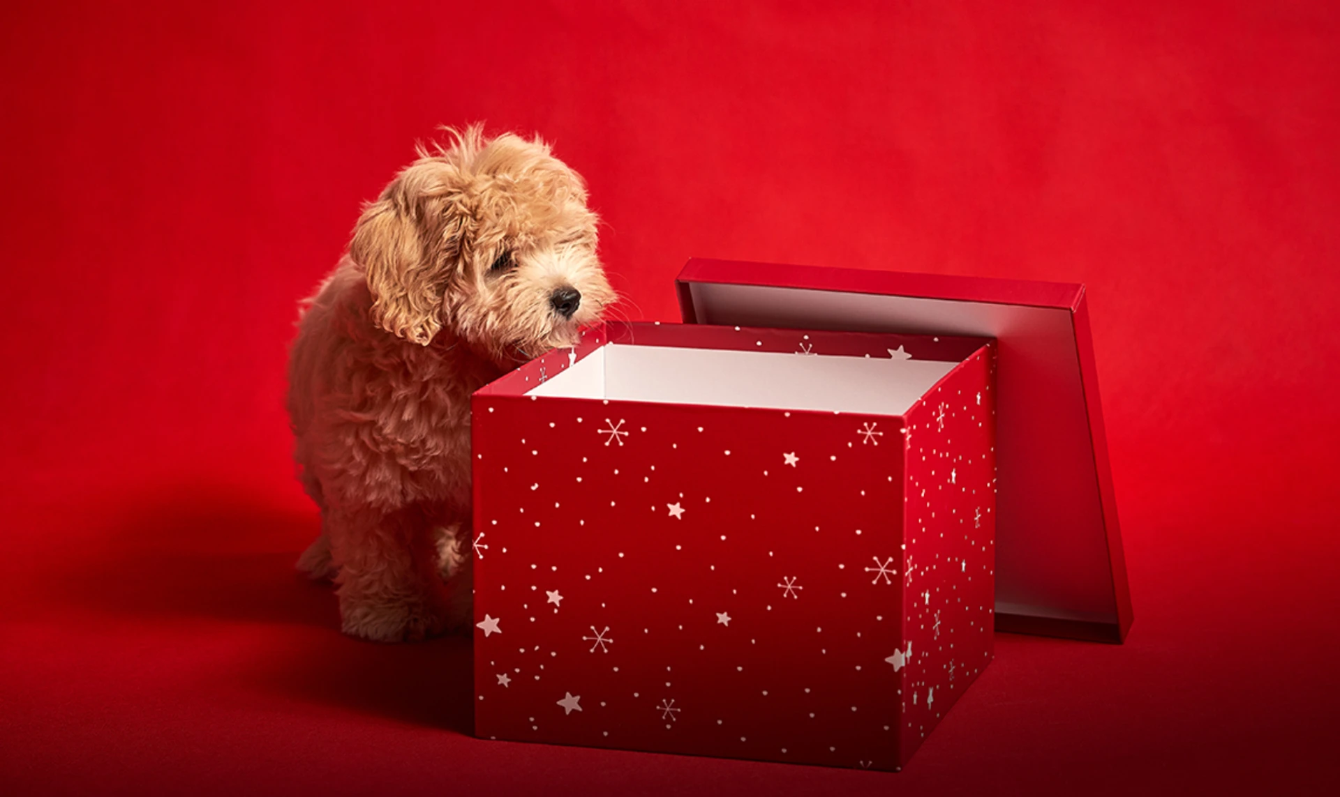 My dog is red, just like my dad's beard. How a dream came true for the son of a fallen hero, and why children need a Christmas miracle