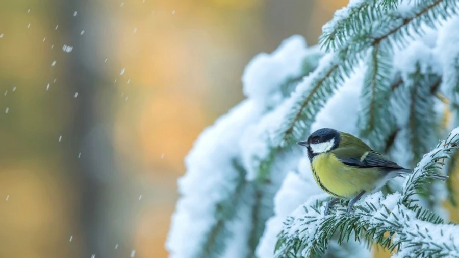 Погода: синоптики предупреждают о ночных морозах и снеге