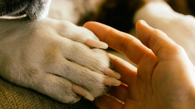 Прощання з домашнім улюбленцем: чи є в Україні спеціальні кладовища та скільки коштує поховання