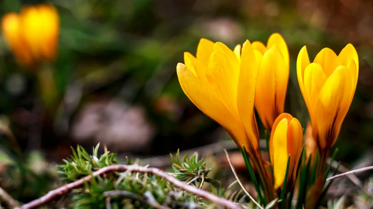 До Києва завітала метеорологічна весна