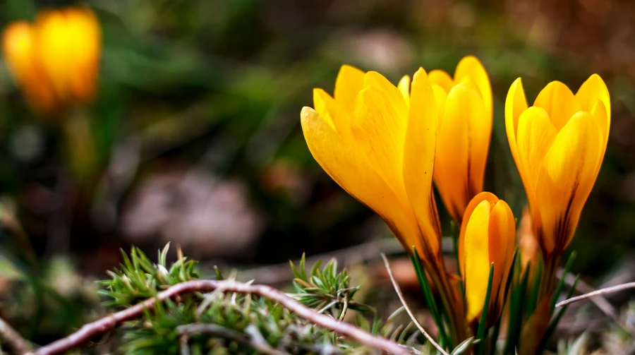 В Киев пришла метеорологическая весна