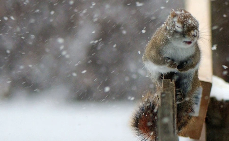 Мокрый снег и дождь: синоптики рассказали о погоде на выходных