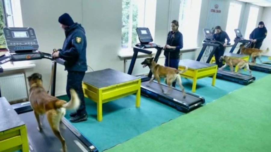 Разминирование в Украине: Норвегия выделит 14 млн евро с использованием собак-саперов