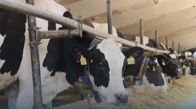 Україна відкрила три нові експортні ринки в Алжирі: що продаватимемо