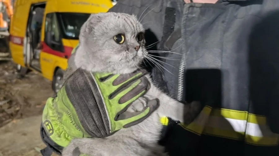 Every life matters: Ukrainian emergency workers rescue animals from rubble in Kyiv – video