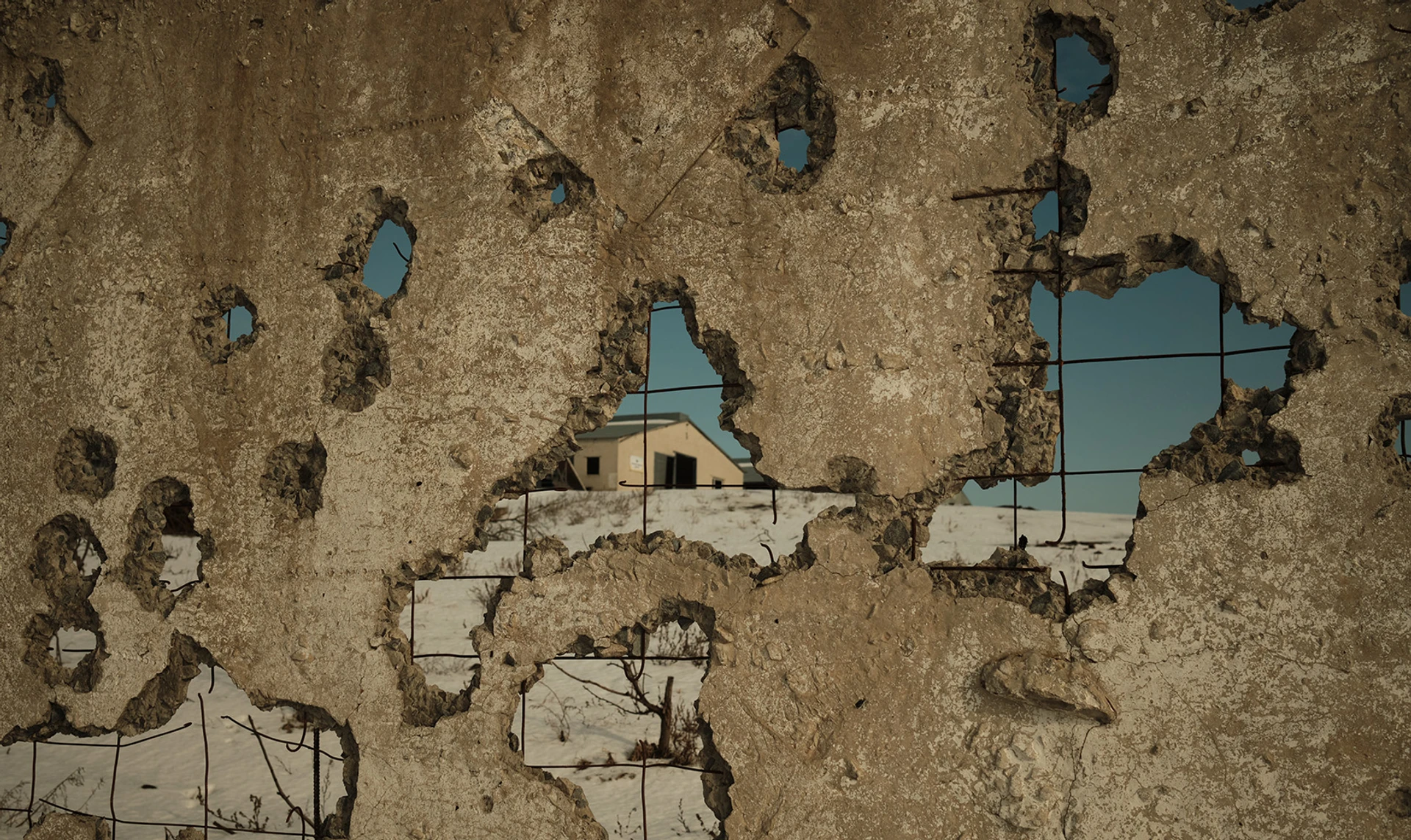 Дві тисячі вбитих корів, збитки на мільярд та робота на руїнах. Як ферма на Харківщині відновлюється після окупації та знущань росіян