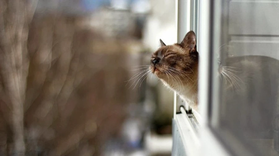 Погода в Киеве противоречила естественным процессам – метеорологи