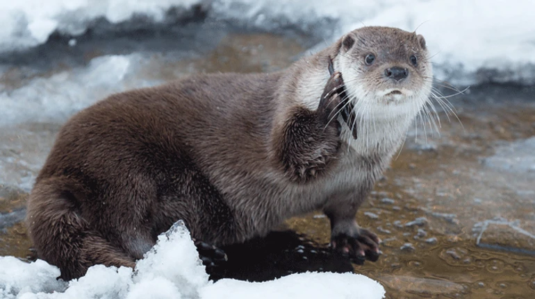 Які зимові факти ще можуть вас здивувати? Найморозніший ТЕСТ