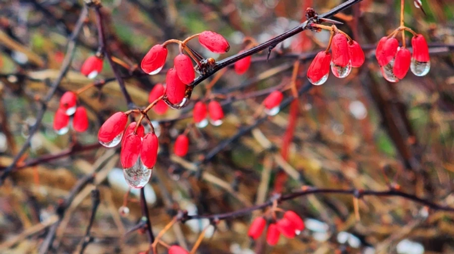 У четвер в Україні, крім південних областей, очікується дощ і мокрий сніг