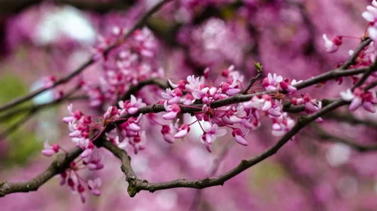 В субботу в Украине местами дожди, а с воскресенья прогнозируют заморозки