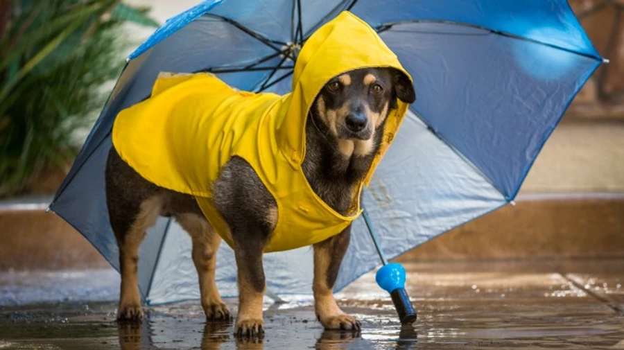 Українців попередили про грози і шквали