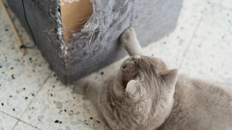 Чому коти дряпають меблі, і як їх відучити: поради фахівчині