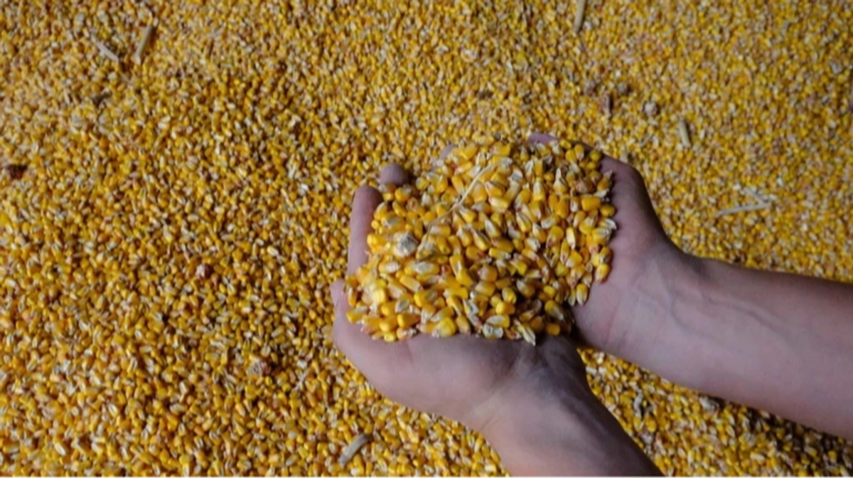 Russia stops grain exports to Iran – Reuters