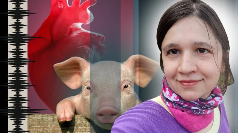 Свиняче серце, людське тіло. Чи вирішує ксенотрансплантація проблему нестачі органів для пересадки?