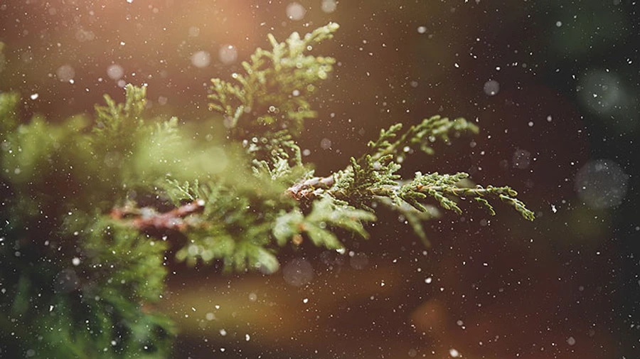 Сніг в Україну повернеться після Миколая, у найближчі дні − без опадів