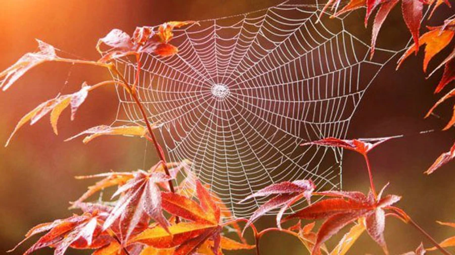 Бабине літо в Києві тривало 4 дні