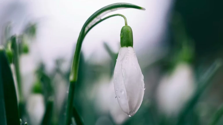 У кількох областях пройдуть дощі, вночі подекуди з мокрим снігом