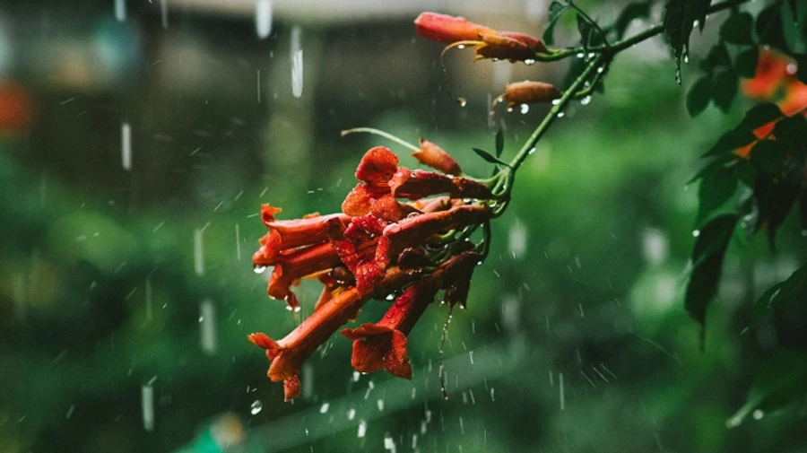 В Украине пройдут дожди, местами ожидаются ночные заморозки на почве