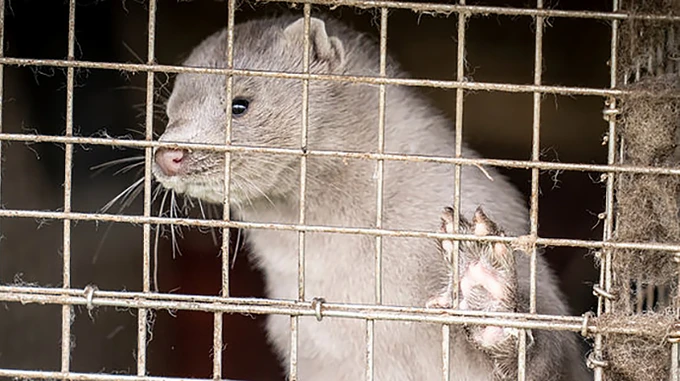 О коронавирусе у норок сообщили уже 6 стран – ВОЗ