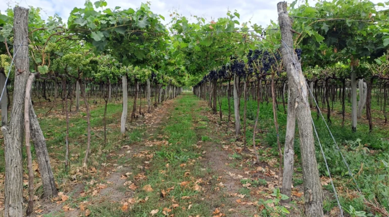 Едем у Подільських Товтрах. Як Родинна виноробня Зелениці змінює туристичну мапу України