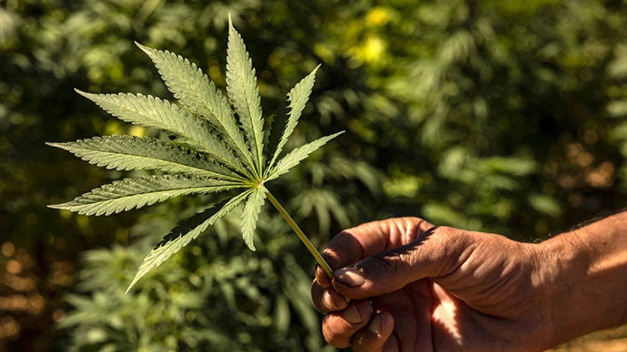 Батьківщина хоче винести на референдум питання виробництва канабісу