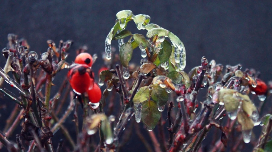 Новий тиждень прийде з туманом і невеликими опадами