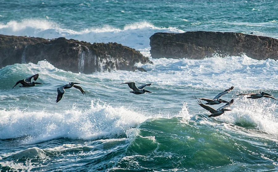 На Херсонщине сожгли 9 тысяч погибших в Черном море птиц